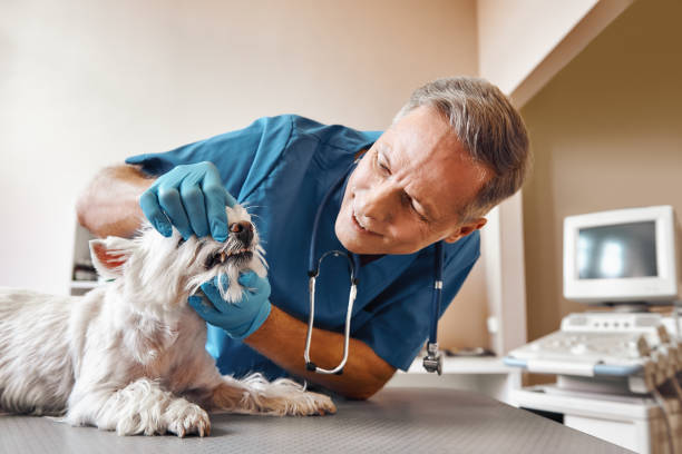 Best Pediatric Emergency Dentist in East Sandwich, MA